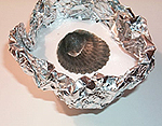Create a Fossil