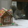 squirrel eating a gingerbread house