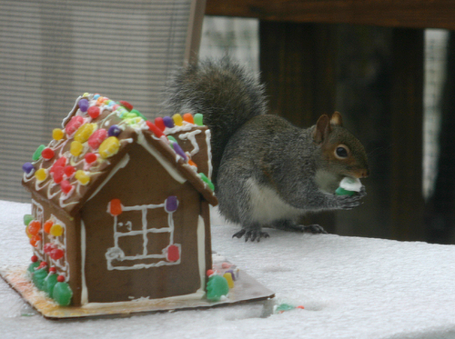 squirrel eating a gingerbread house